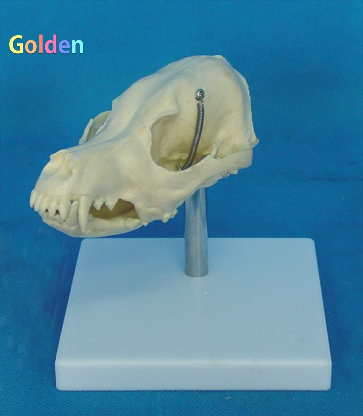 개 두개골 모델 머리 해부학 동물 해골 해골 의료 교육 수의학 도구 교육 보조 교육 장비